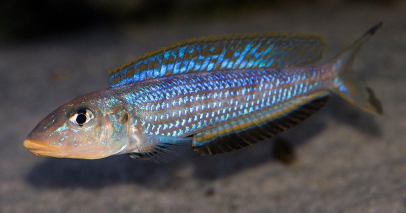 Enantiopus sp. 'kilesa'